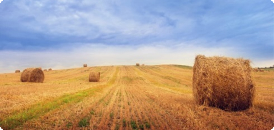 Leica Cyclone Register360 | Leica Cyclone Register360 농업 적용분야 이미지